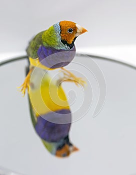 Gouldian Finch series. Green, with an orange head and purple breasts, male. Perched on the mirror, with a reflection.
