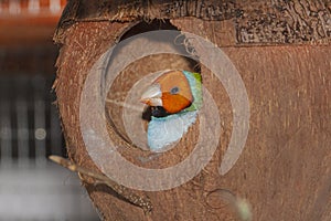 Gouldian Finch Sitting On Nest