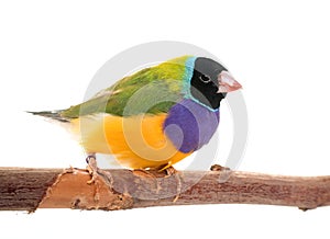 Gouldian finch in studio