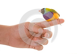 Gouldian finch in studio