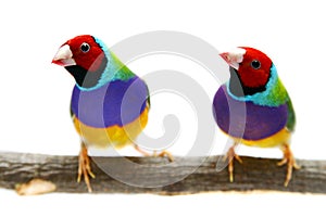 Gouldian Finch on white background