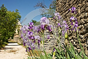 Goult's Windmill in the Spring