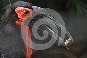 The Gound Hornbill photo