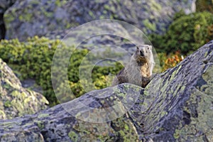 Grounghog Marmotta marmotta overlooking photo
