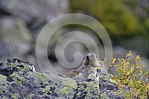 Grounghog Marmotta marmotta in French Alps photo