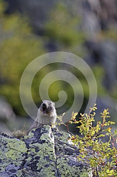 Shout of the grounghog Marmotta marmotta photo