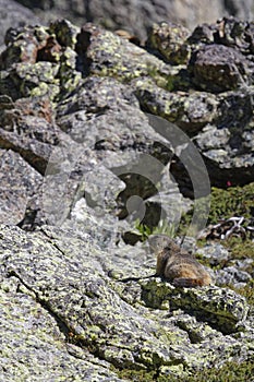 A gounghog on the rocks of Belledonne