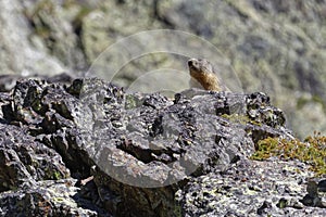 A goundhog looks over the rocks photo