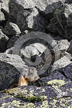 Two Grounghogs Marmotta marmotta on the rocks photo