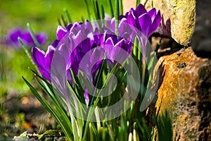 a goup of beautiful dark violet crocus blossoms