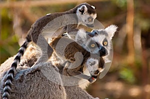 A goup of cute ring-tailed lem