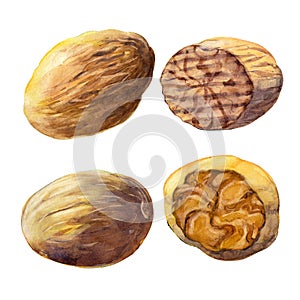 The goup of four nutmegs isolated on white background.  Watercolor illustration