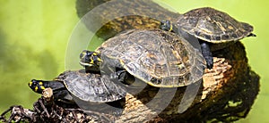 Goup of yellow-spotted Amazon river turtles Podocnemis unifilis