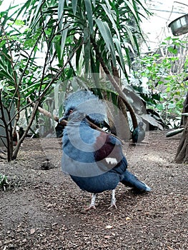 Goura Cristata, the western crowned pigeon