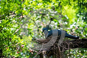 Goura victoria or Victoria crowned pigeon incubate on nest