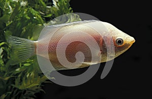 GOURAMI EMBRASSEUR helostoma temminckii