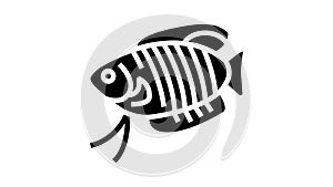 gourami fish glyph icon animation