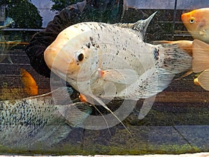 Gourami fish are kept in aquariums photo