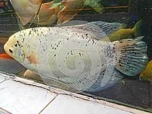 Gourami fish are kept in aquariums photo