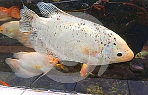 Gourami fish are kept in aquariums photo