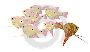 Gourami fish schoolfish, colouring book page colored