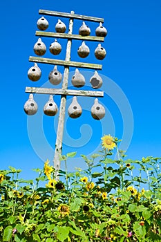 Gourd birdhouses and sunflowers