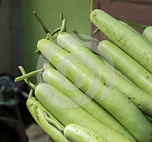 Gourd or Dudhi