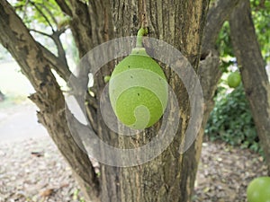 Zucca giardino pianta natura 