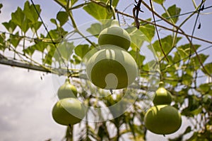 Vegetable plot calabash plant zucchini