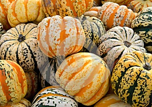 Gourd pumpkins in a pile.