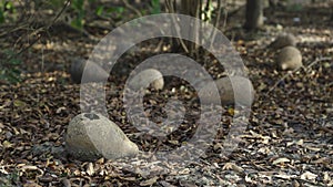 Gourd scattered in the woodland