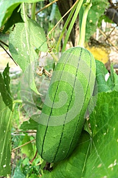 Gourd towel vegetables in garden.