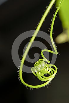 The gourd used its tentacles against other trees