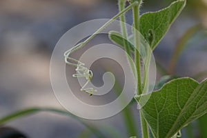 The gourd with vine feelers