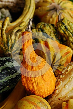 Gourds