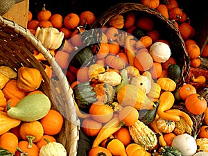 Gourds