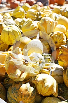 Gourds in a bunch