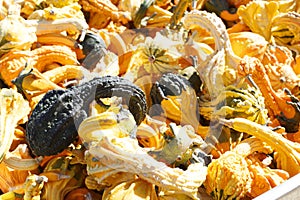 Gourds in a bunch