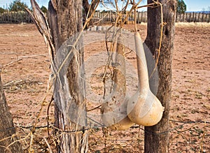 Gourds on Fence at Pipe Spring National Monument
