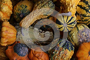 Gourds