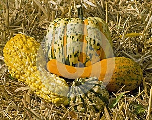 Gourds on haybale