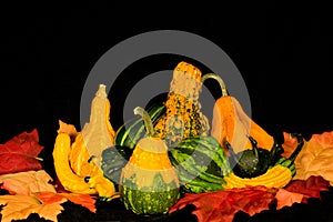 Gourds & Leaves Centerpiece
