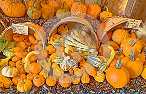 gourds and mini pumpkins with bumps harvest time in three wooden baskets in Fall