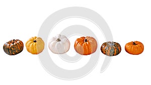Gourds and Mini Pumpkins on White Background Panoramic
