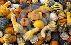 Gourds & Pumpkins