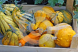 Gourds pumpkins crate