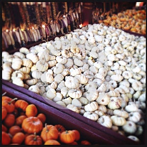 Gourds Pumpkins and Indian Corn