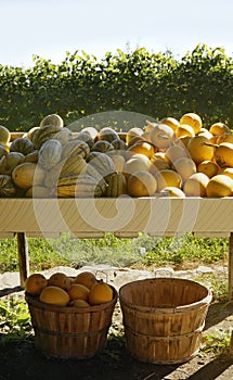 Gourds and pumpkins on large country table