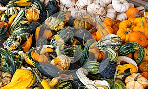 Gourds and Squash for Sale at Huron County Market