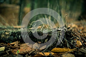 A gourgeus treetrunk deep in the woods